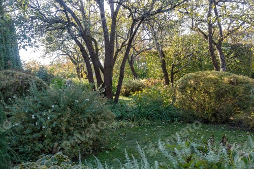 Preview: Park with green lawn, trees and trimmed bushes.