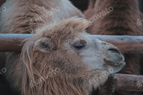 Preview: group of camels eats against winter background
