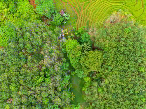 Preview: beautiful morning view indonesia panorama landscape paddy fields