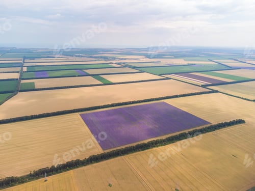Preview: Aerial view of lavender field at summer day