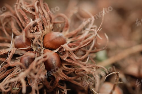 Preview: bear nut close up, Turkish Hazel nut harvesting
