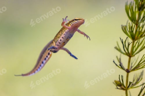 Preview: Male Palmate newt swimming in natural aquatic habitat