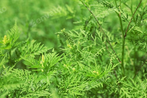 Preview: Blooming ragweed plant (Ambrosia genus) outdoors on sunny day. Seasonal allergy