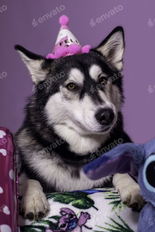 Preview: Vertical shot of a cute Siberian husky wearing a funny party hat while celebrating a birthday