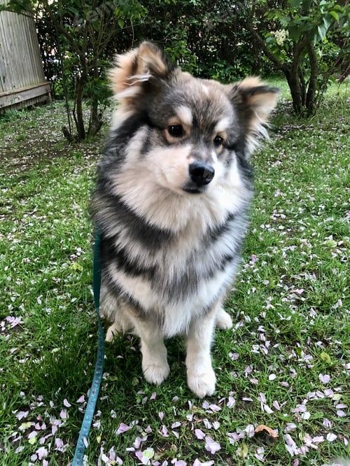 Preview: Portrait of a young puppy finnish lapphund dog sitting in grass with fallen flowers