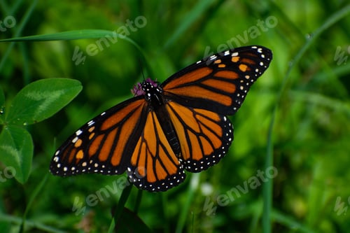 Preview: Macro shot of an orange butterfly on green leaf in a garden