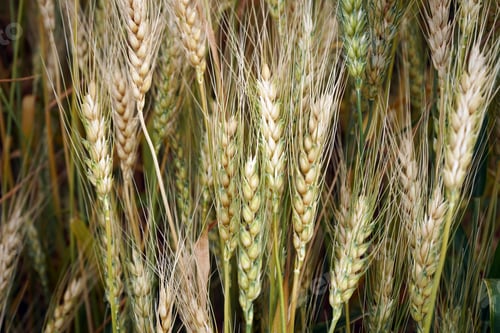 Preview: Wheat field. Ears of golden wheat close up.