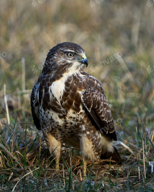 Preview: Common buzzard (Buteo buteo)