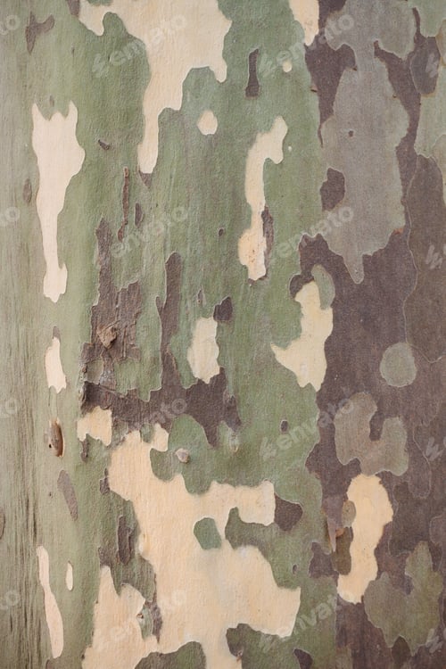 Preview: Platanus sycamore camouflage bark