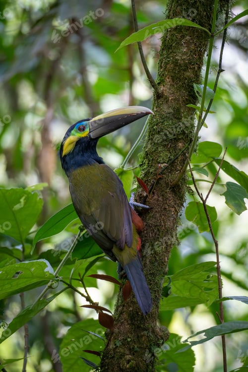 Preview: Colorful toucan perched on a mossy tree in a lush tropical rainforest.