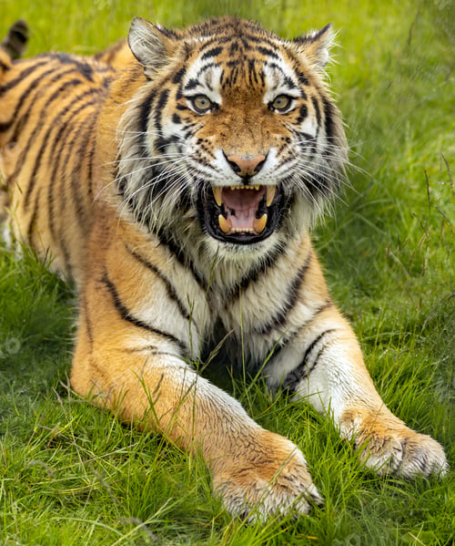 Preview: Vertical shot of an amur tiger looking into the camera