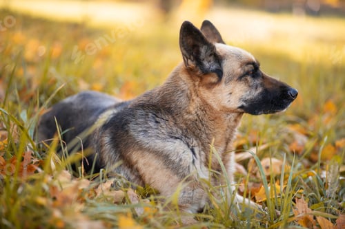 Preview: The dog of an East European shepherd lies in a park in autumn leaves.