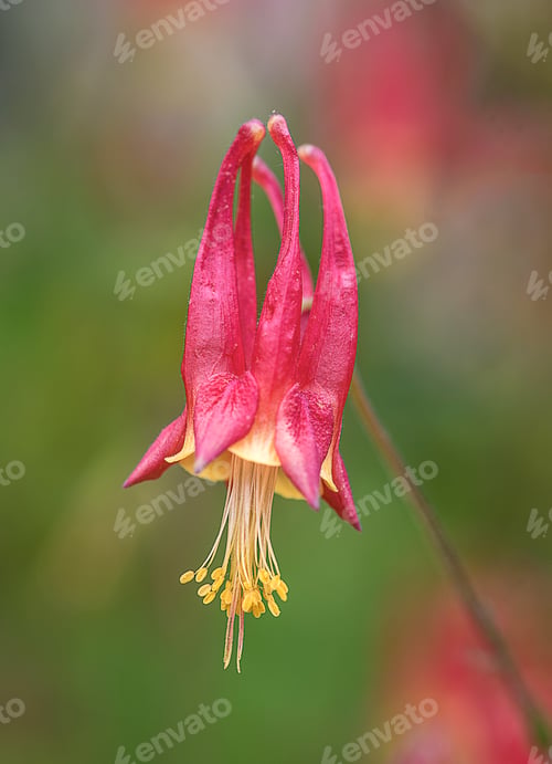 Preview: Aquilegia canadensis