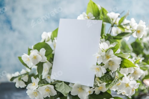 Preview: Blank with bouquet of jasmine flowers on a blue background. Spring flowers.