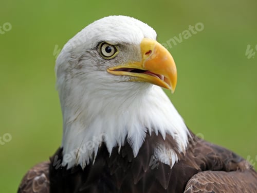 Preview: Bald Eagle