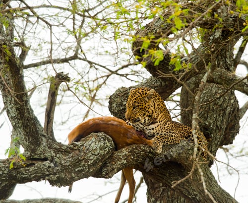 Preview: Leopard in a tree with its prey, Serengeti, Tanzania, Africa