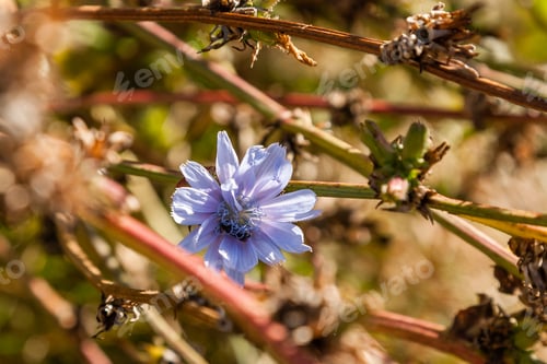Preview: Field flowers on which insects and bees sit close up