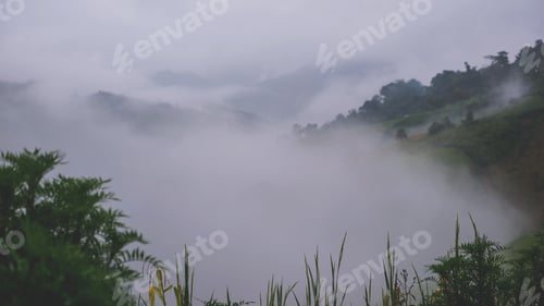 Preview: Landscape of greenery rainforest and hills on foggy day