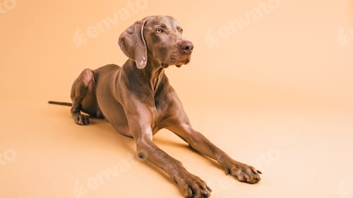 Preview: Weimaraner dog lying down looking intently in studio