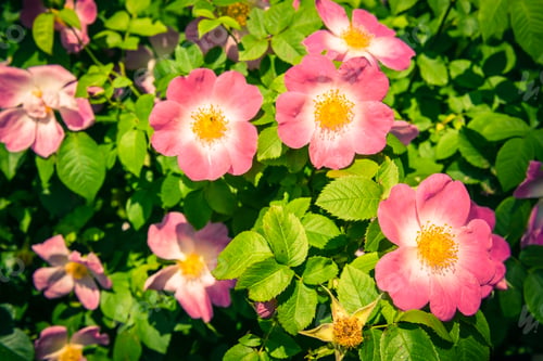 Preview: Bush of beautiful pink dog-roses in a garden