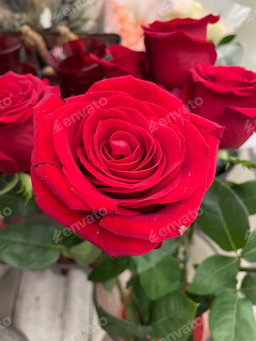 Preview: Roses