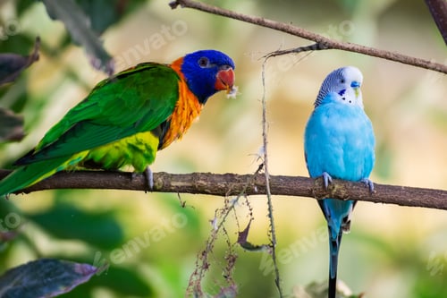 Preview: Rainbow parrot and blue parakeet, colorful birds on a branch, animal, tropical birds