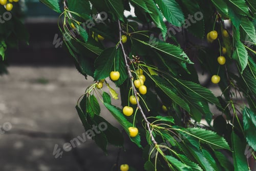 Preview: Yellow Cherries On Branches