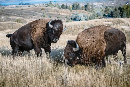 Preview: Two bison engaged in a struggle.