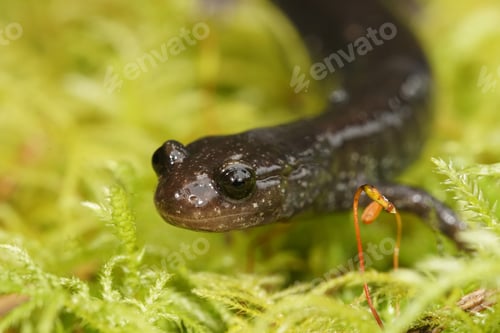 Preview: Closeup on a black adult of the endangered North-American Del Norte salamander, Plethodon elongatus