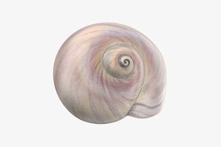 Preview: Sharkeye Moon Seashell