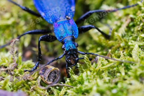 Preview: Blue ground beetle (Carabus intricatus) on a moss