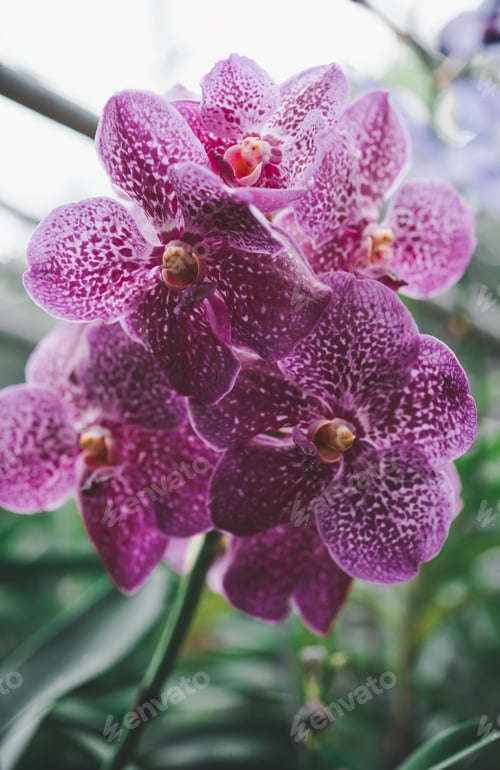 Preview: orchids beautiful flowers blooming in spring decorate the beauty of nature