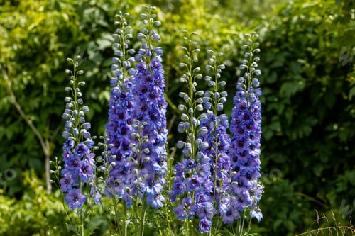 Preview: Blue delphinium flower as nice natural background