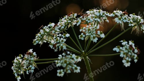 Preview: Little ants. Creative. Small ants in a large company sit on a white flower with a thin green stem.