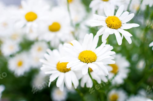 Preview: Field blossom Chamomiles meadow of the daisy family, Summer photos of flowers.