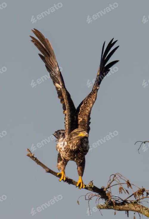 Preview: Outdoor wildlife scene featuring a steppe eagle wings spread on a tree branch in its natural habitat