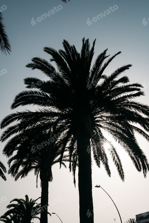 Preview: Palm trees under cloudless sky