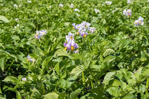Preview: Potato grows in the field, blooms close-up.
