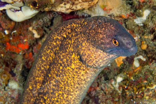 Preview: Giant Moray with Cleaner Shrimp, Lembeh, North Sulawesi, Indonesia