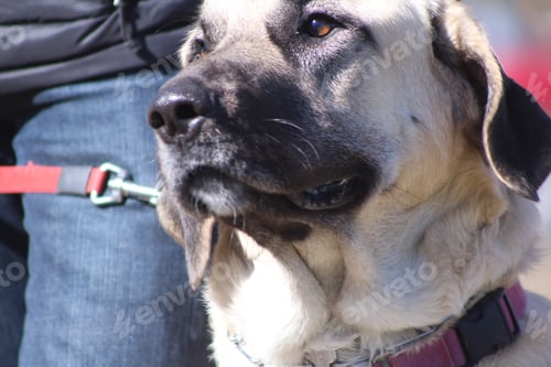 Preview: Dog face