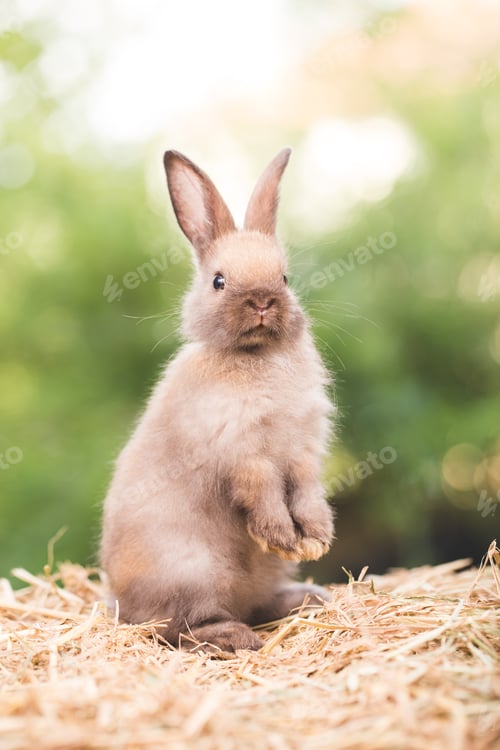 Preview: Pet portrait of brown cute rabbit sitting on green grass with blurry nature background