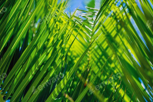 Preview: palm leaf