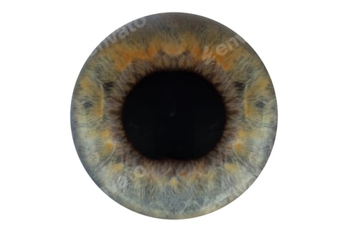 Preview: blue pupil on white background isolate