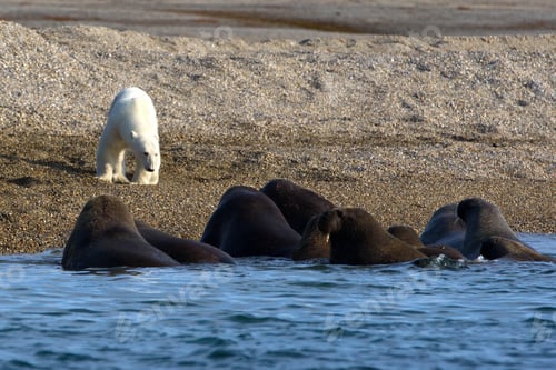 Preview: White polar bear in front of a group of Walrus swimming in the sea in Svalbard