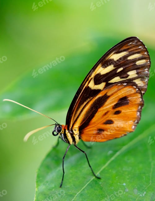 Preview: Close-up shot of a Tithorea butterfly perched atop a green leaf