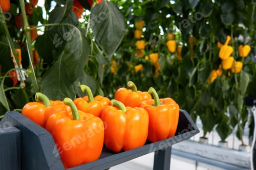 Preview: Fresh sweet orange bell peppers, paprika chili.