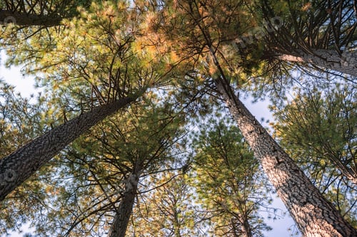 Preview: Looking up in a Ponderosa Pine forest on an autumn day, Calaveras Big Trees State Park, California