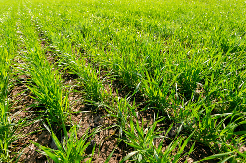 Preview: spring green field
