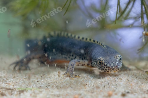Preview: Submersed Alpine Newt resting on the bottom