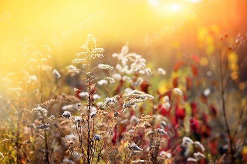 Preview: Goldenrod (Solidago canadensis) with dry seeds in a fall meadow. Autumn background.